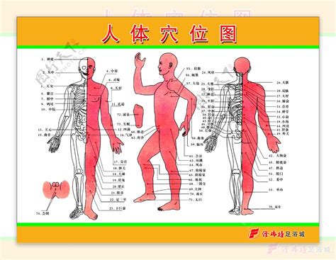 人身穴位圖|高清人体穴位图及穴位图解（值得果断收藏）